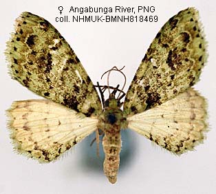 Papua Insects Foundation (Lepidoptera/Geometridae(Ennominae ...